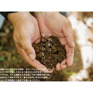 厳選 クイーンニーナ 1.0kg以上 2房 産地直送 朝採れ ぶどう 葡萄 KAWAHARA Green Farm 岡山県産 2026年