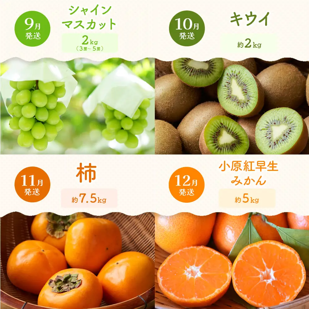 【定期便全12回】旬果厳選！四季を味わう単品定期便♪～プレミアム等級選果～ | フルーツ