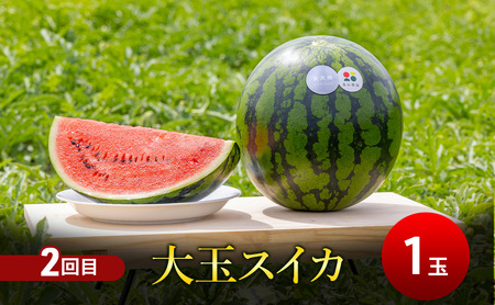 【夏ふらのスイカ連続定期便 全2回】2026年夏発送 こだまスイカ×1玉 大玉スイカ(Lサイズ) 夏大地×1玉 北海道 富良野産 すいか 西瓜 夏 フルーツ ふらの 甘い 糖度 大玉 ギフト (畠山農園）