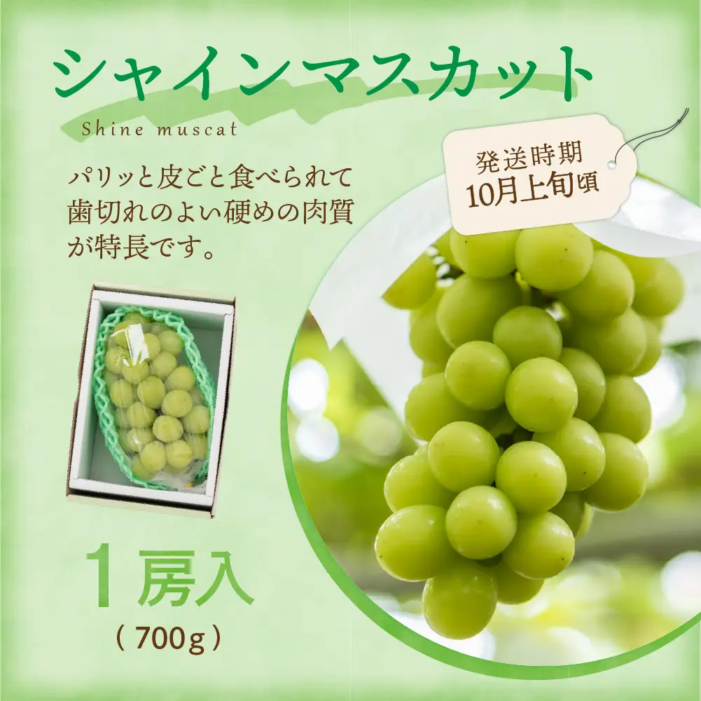 【先行予約】 定期便 令和8年産 旬のフルーツ 3回 定期便 山形 果物