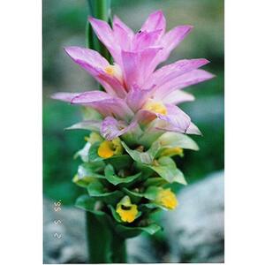 ガジュツ春ウコン（粒）1袋 （約40日分）