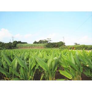 モリンガ鬱金（粒）3袋 セット