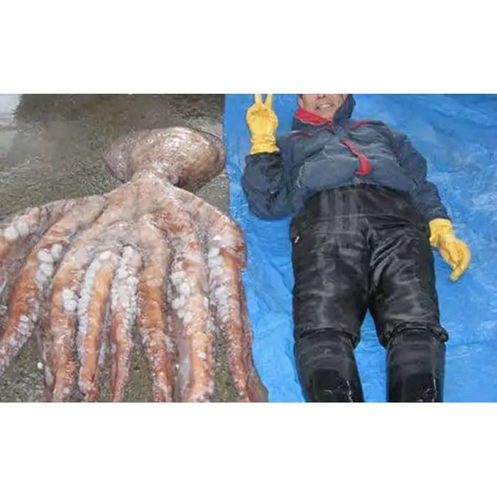 羅臼産タコボイル足 1本（約1.8kg）魚介類 たこ 知床 北海道