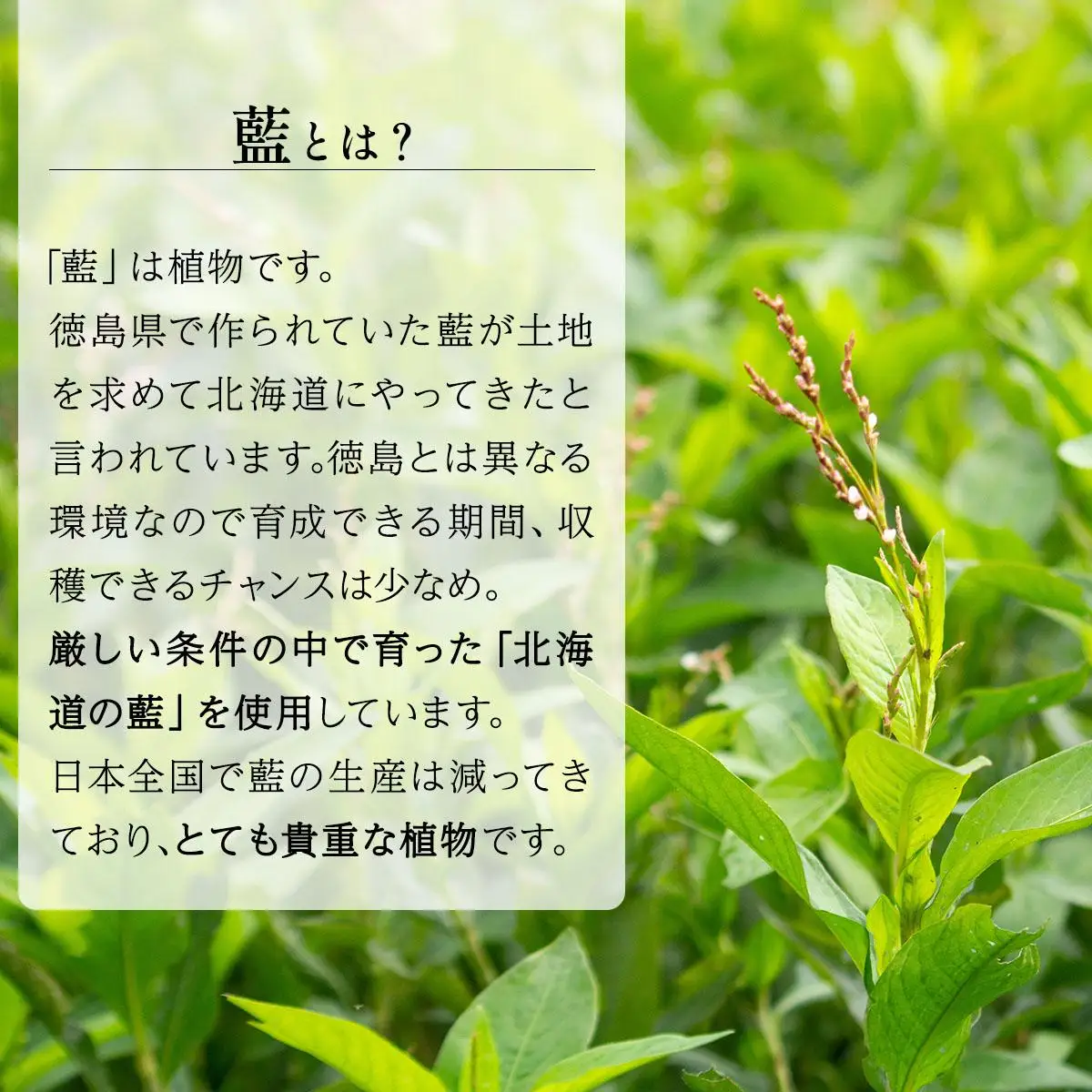 [5525-1199]藍の洗顔 せっけん 2種セット しっとり さっぱり タイプ  小 20g 各1個ずつ トドマツ ラベンダー 精油 ブレンド