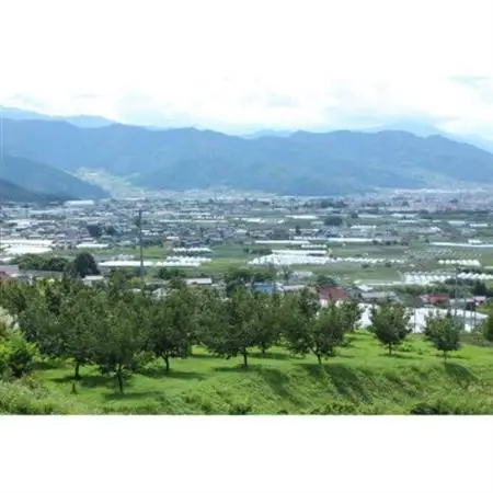 【2026年発送】北信州産地直送　旬のプルーン　約1.2kg【配送不可地域：離島】【1585439】