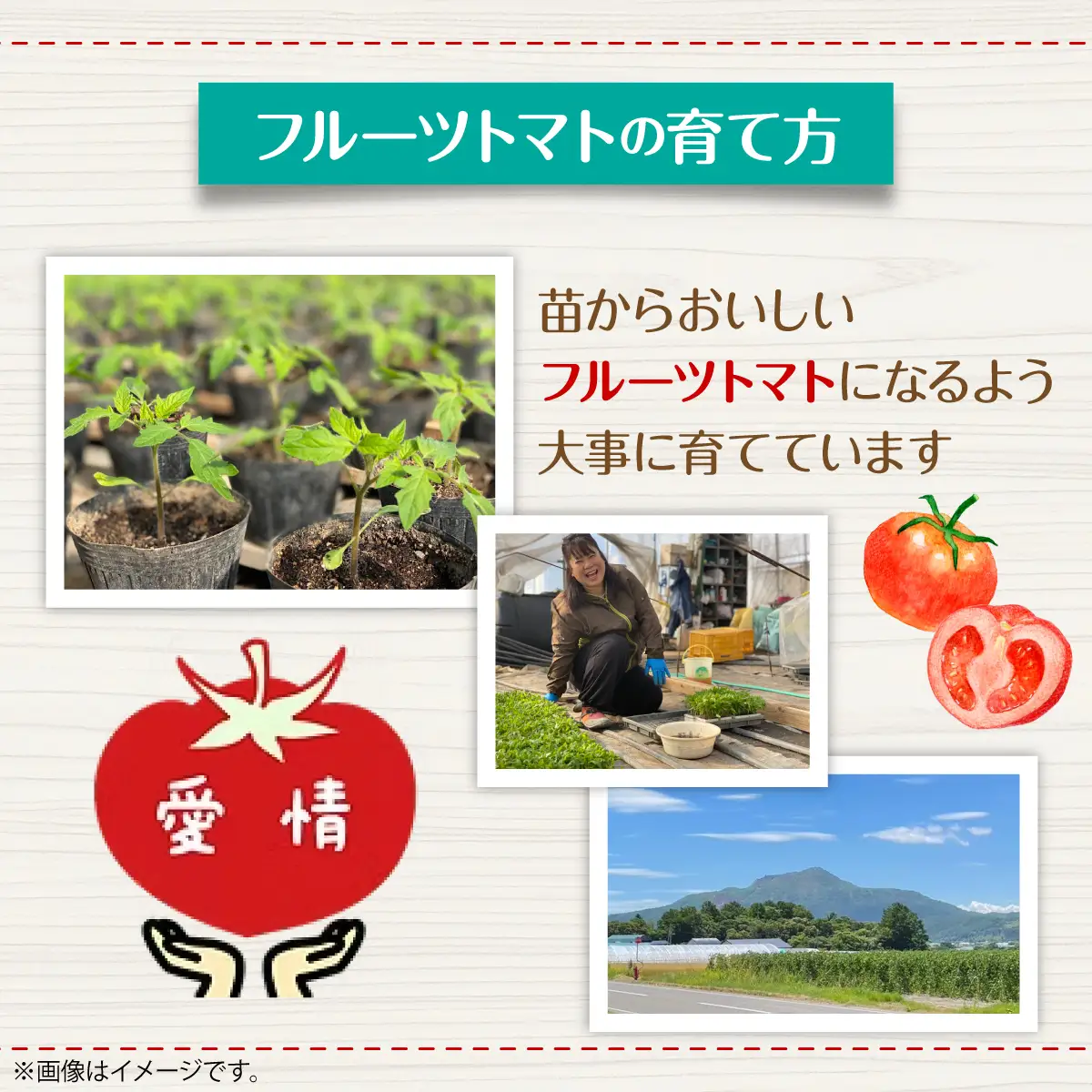＜2026年6月下旬よりお届け＞【農園直送】北海道壮瞥産 こだわりフルーツトマト　20玉以上 SBTO003