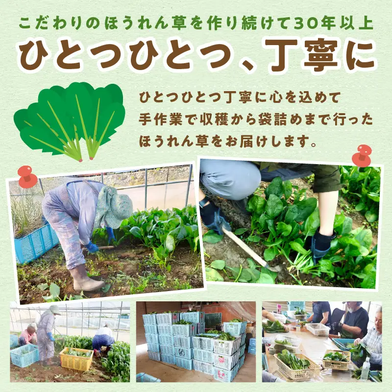 【予約：2026年6月中旬から順次発送】北海道北見産 朝採れ ほうれん草 1kg 200g×5袋 ( 新鮮 採れたて ホウレンソウ ほうれんそう ハウス栽培 )【164-0008-2025】