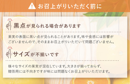 【数量限定】愛媛県今治産 ホリ田ヤの皮ごと食べられる島育ちレモン 2.5kg【K002450】
