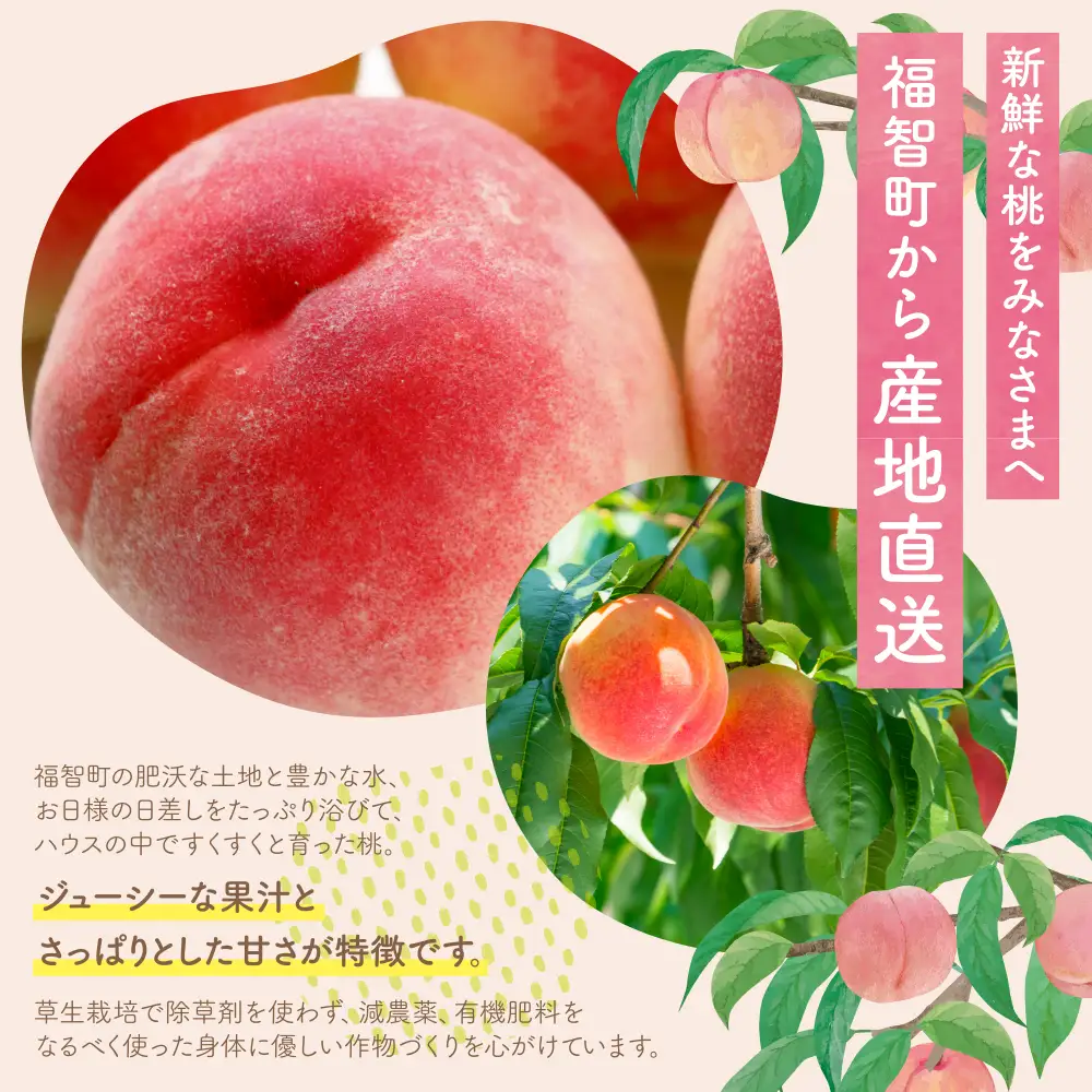 Y20-04 【2026年発送】《予約受付》 ハウス桃 さくひめ 2kg もも