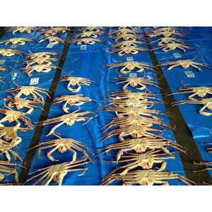 【魚倉】足１本なし生松葉ガニ(特大950ｇ)訳あり