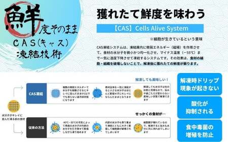 とっても小さなアジフライ220ｇ（10枚入）×2パック アジフライ アジ 鯵 国産 お弁当に 冷凍
