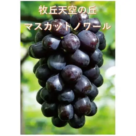 【2026年発送】牧丘天空ブランド　皮ごと食べられるぶどう3色詰め合わせ 約1kg(3房)【配送不可地域：離島】【1585100】