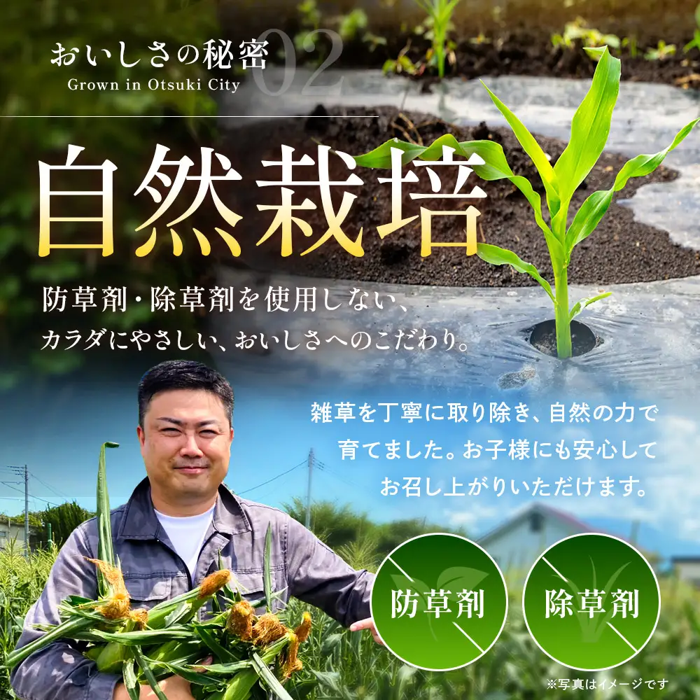 【2026年収穫分先行予約】【訳あり】富士山 恵味ゴールド｜トウモロコシ10～15本｜