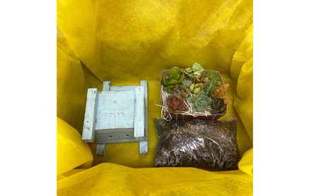 多肉植物 じぶんで植える 多肉 寄せ植えキットA 木椅子型 プランター 全3色 インテリア 植物 寄せ植え ガーデニング 福岡 小郡市 白色