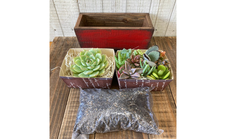 多肉植物 じぶんで植える 多肉 寄せ植えキットE 木製 シンプル プランター 全3色 インテリア 植物 寄せ植え ガーデニング 福岡 小郡市 赤色