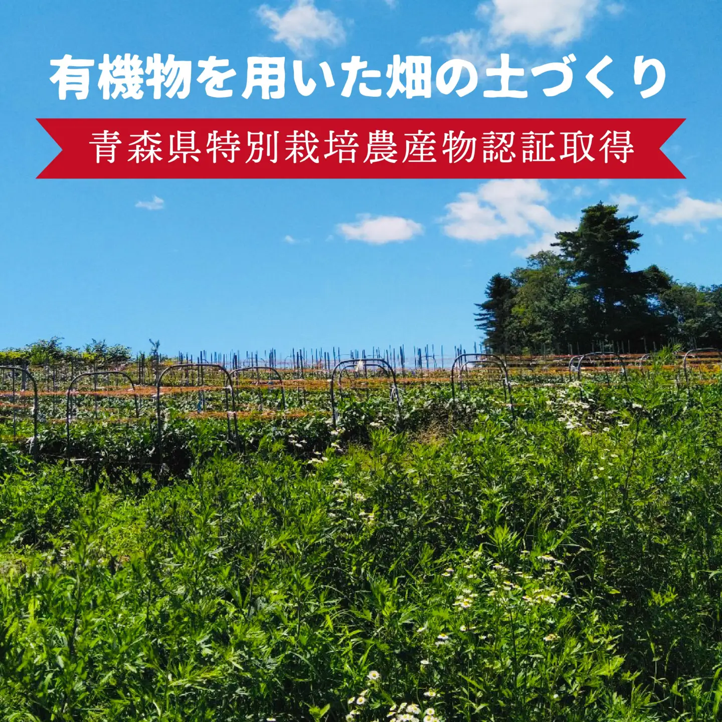 【青森県特別栽培】ピーマン 1kg ピクシー 【8月上旬～10月前半発送】　