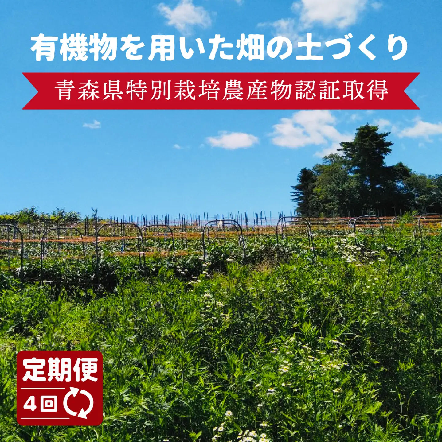 【4回定期便】 【青森県特別栽培】ピーマン 1kg ピクシー　