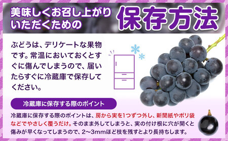 【先行予約】ぶどう紫苑 約600g 1房【配送不可地域あり】 株式会社藍《2026年11月上旬-12月上旬頃出荷》岡山県 浅口市 岡山県産 ぶどう フルーツ 果物 くだもの しえん 赤ぶどう 送料無料
