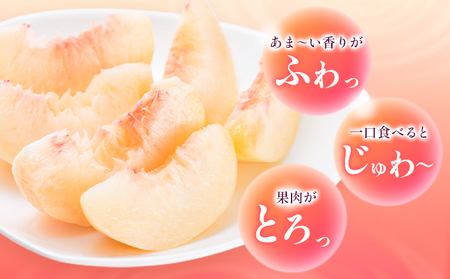 桃 岡山白桃 約1.6kg 株式会社藍 
