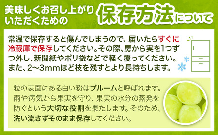 【先行予約】ぶどうシャインマスカット 晴王 約 1.2kg 2房 【配送不可地域あり】 株式会社藍《9月上旬-10月下旬頃出荷》 岡山県 浅口市 岡山県産 ぶどう フルーツ 果物 くだもの マスカット 送料無料