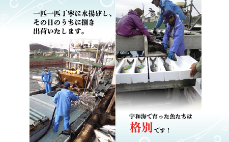 タイ 短冊 1尾分 約700g 有限会社 アクアプラス タイ D020-090002