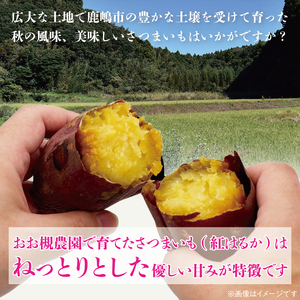 訳あり さつまいも 10kg 生いも 普通栽培 紅はるか さつまいも