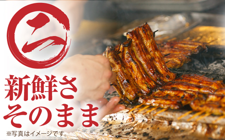 【12回定期便】高知県産 うなぎ蒲焼き 約90g×2尾 タレ付き 【株式会社 四国健商】[ATAF148]