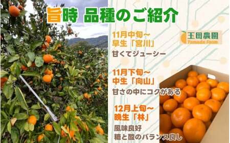 有田 みかん 旨時 体に優しい玉ちゃんみかん 10kg / 温州みかん 有田みかん 甘い 和歌山 柑橘 ※2026年12月初旬～2027年2月中旬に順次発送 【tmd004-cu-10A】