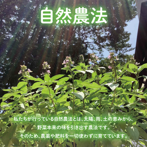 【奇跡のハーブ】 ホーリーバジルティー　ティーパック・急須用セット　計2個　お茶 紅茶 ハーブ バジル 爽やか リフレッシュ (CA009)