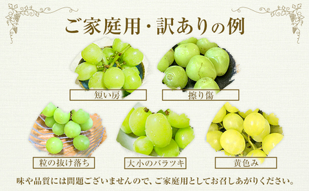 【先行予約】ぶどう 訳ありシャインマスカット晴王 約600g 1房 橋田商店有限会社《9月中旬-11月中旬頃出荷》 岡山県 浅口市 岡山県産 ぶどう フルーツ 果物 くだもの マスカット 送料無料【配送不可地域あり】 st-p