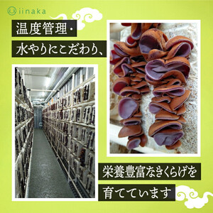 出雲市産生きくらげ