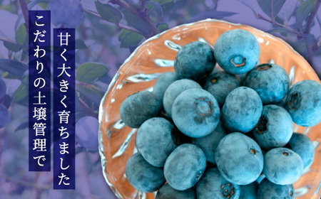 大粒ブルーベリー品種ミックス 500g×2パック 果物 フルーツ 国産 愛知県産 ※2026年6月上旬～8月上旬頃に順次発送予定 ※北海道・沖縄・離島への配送不可