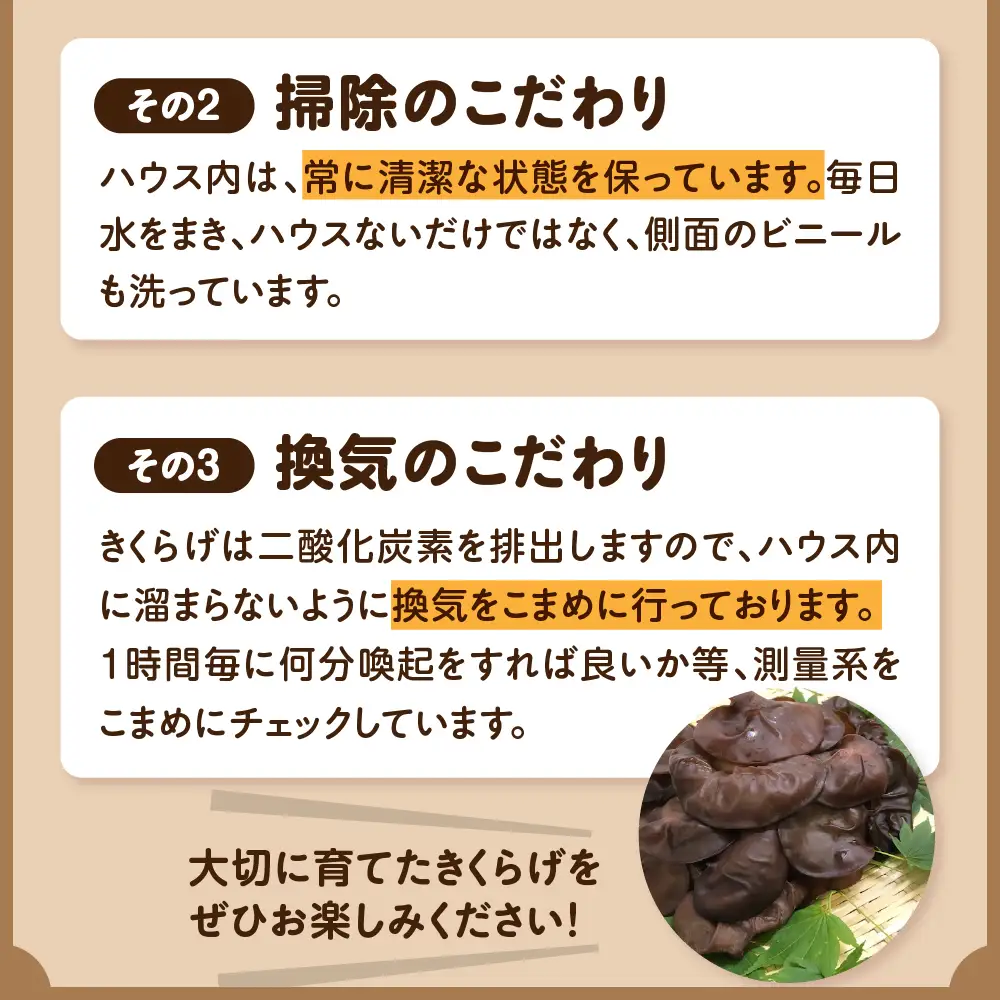 きくらげ　1kg (500g×2袋) 国産生キクラゲ木耳青森県五所川原市
