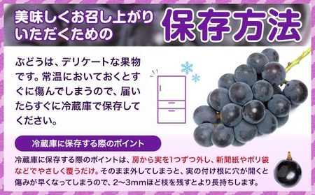 ぶどう ニューピオーネ 選べる 約 490g 1房  株式会社藍《9月上旬-10月下旬頃出荷》 岡山県 浅口市 岡山県産 ぶどう フルーツ 果物 くだもの ピオーネ 送料無料 【配送不可地域あり】 st-p
