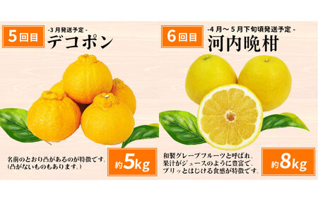 えひめの旬の柑橘 6回 みかん定期便 JA みかん定期便 B120-009012