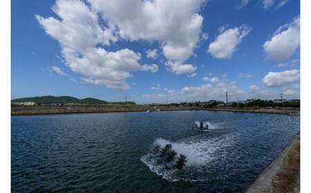 D378 秋穂産車海老西京漬（冷凍）