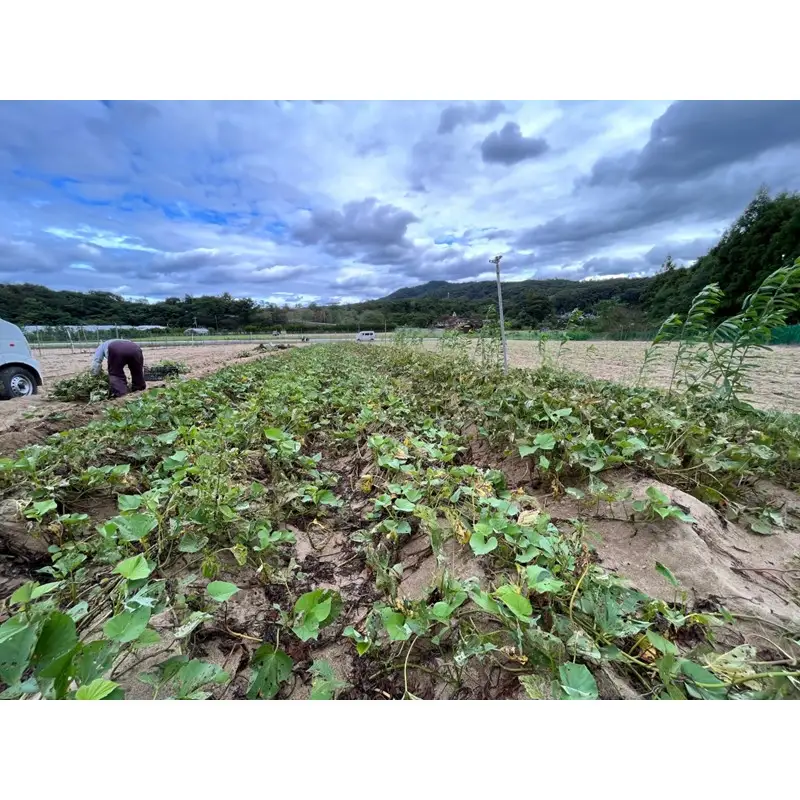 【先行予約／数量限定】京丹後産 土付き 紅はるか（さつまいも） 5kg（2026年11月上旬～発送）