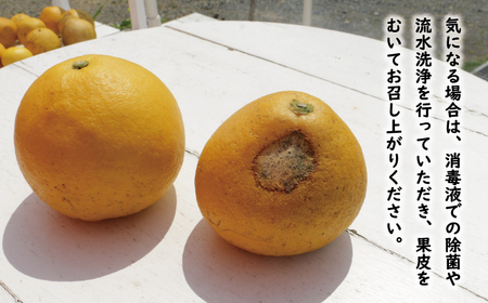 訳あり 文旦 7kg 8000円 ぶんたん みかん mikan 蜜柑 ミカン わけあり 家庭用 産地直送 国産 農家直送 糖度 期間限定 数量限定 特産品 ゼリー ジュース アイス 人気 限定 甘い 果実 果肉 フルーツ 果物 柑橘 ビタミン 健康 美味しい おいしい ジューシー 小玉 含む サイズ ミックス 規格外 傷み補償 500g ミッチーのおみかん畑 愛南町 愛媛県【micchi41】