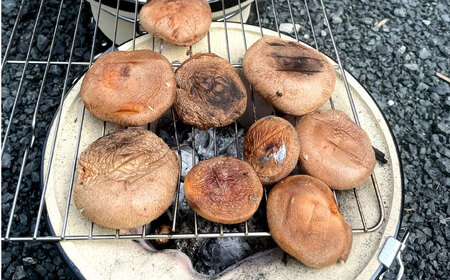 プレミアムきんたろうしいたけ[AQBD001] しいたけ