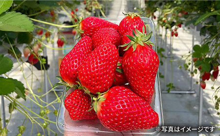 冷凍いちご 2kg[AQBT003] 冷凍イチゴ