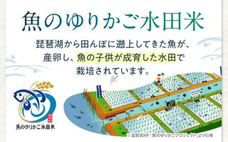 【スピード発送】米 近江米 コシヒカリ 5kg [AQAW003] コシヒカリ 白米