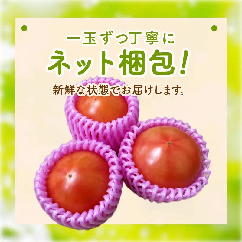 【トマト】大玉春夏トマト 1kg（2026年5月中旬～発送）