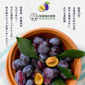 [先行受付/2026年] 仁木町の採れたて「サンプルーン」サイズ混載 2kg（500g×4パック） 北海道 仁木 果物 フルーツ プルーン [フルーツショップ妹尾観光農園]
