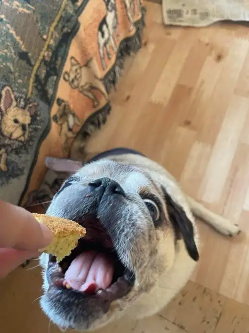 無為自然　一期一会・M（飼い主と愛犬がシェアして食べる米粉シフォンケーキ、ブルーベリーパウンドケーキ（注）＆スペシャルティコーヒー「焙煎豆（中挽き）」セット）【世田谷みやげ】コーヒー ケーキ セット デザート 米粉 グルテンフリー シフォンケーキ パウンドケーキ シェア 犬 愛犬 焙煎豆 中挽き 手作り ギフト プレゼント おやつ ティータイム 贈り物_0054-002-se5
