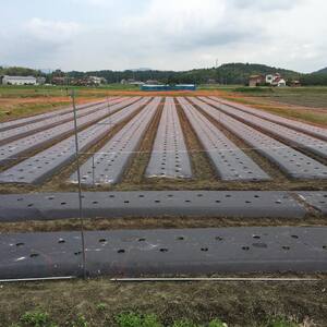 【予約商品】アグリ・アライアンス　土にこだわって育てました！皮まで柔らかくトロッととろけるナス 5kg【配送時期：7月上旬～9月下旬】