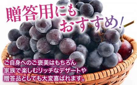 ぶどう【先行予約】【2026年8月中旬から順次発送】ニューピオーネ 2kg（4から6房） ぶどう[AGDB001]