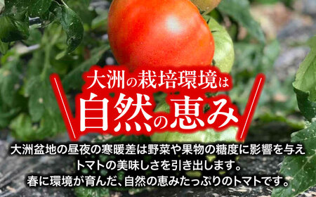 トマト【4月中旬から順次発送】 トマト 桃太郎ネクスト 18～24個入り（約3～4kg） トマト[AGDG007]