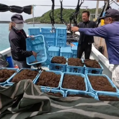 シャキシャキ 太もずく 1.6kg(400g×4パック)塩もずく【配送不可地域：離島】【1544688】