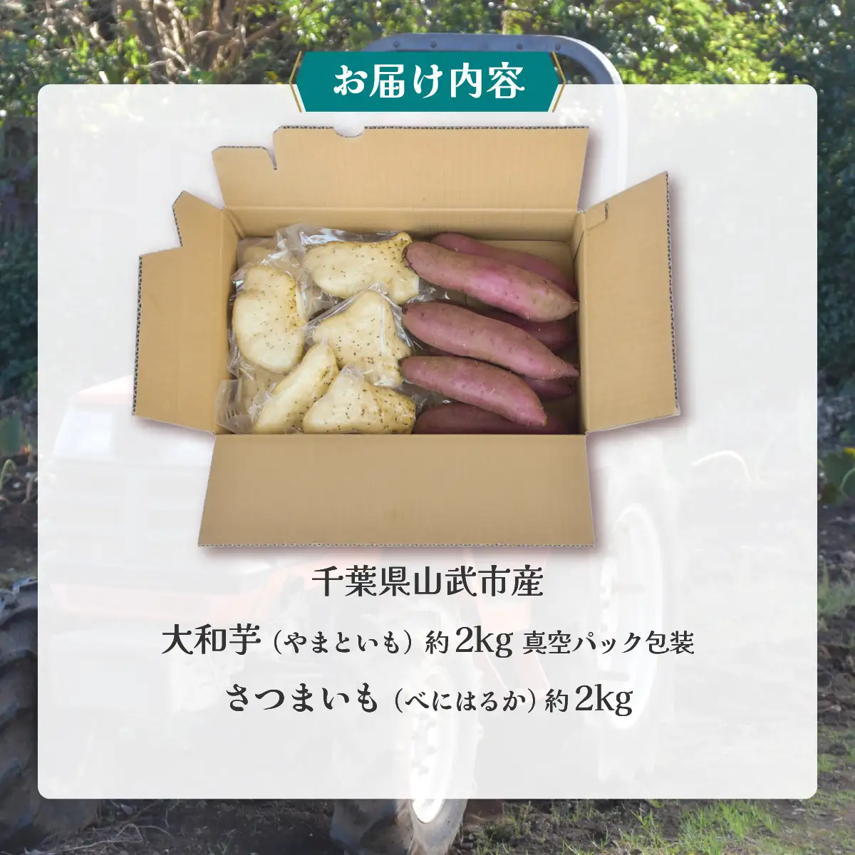 農家直送! 直売所でも大人気! こだわりのいもセット4kg 大和芋2kg＋さつまいも2kg　ふるさと納税 いも 芋 ヤマトイモ 大和芋 さつまいも サツマイモ べにはるか 芋セット 農家直送 千葉県 山武市 SMCH002