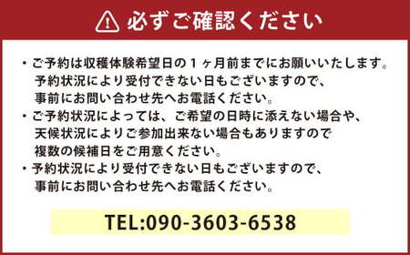 【1組10名】かわいいミニトマト収穫体験～【体験期間：9月下旬～10月下旬】